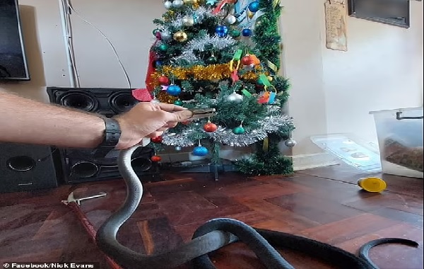 Don t shake the box Deadly black mamba snake slithers under 'shocked' family's Christmas tree in South Africa