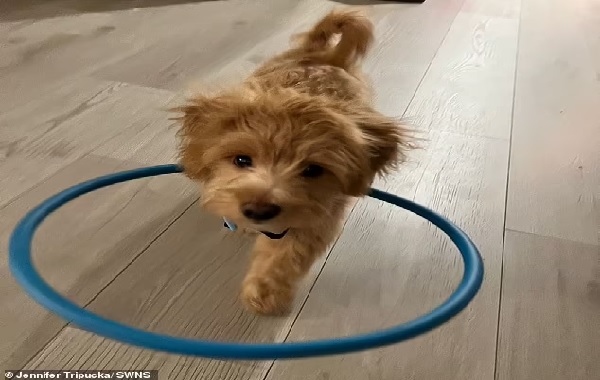 Blind dog saved from puppy farm and euthanasia thanks to hula hoop halo that works like a football face guard and helps it move safely