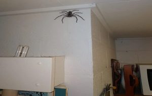 Australian Man Explains Why He Let A Spider The Size Of His Face Live In His House For A Year