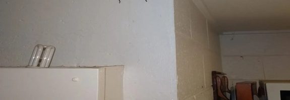 Australian Man Explains Why He Let A Spider The Size Of His Face Live In His House For A Year