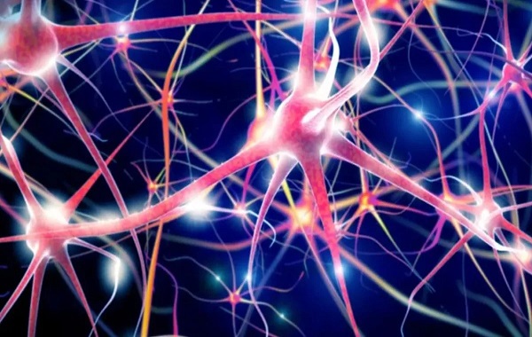 Human “Mini Brains” Observed Responding To Visual Stimuli For The First Time