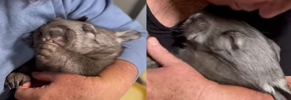 Heartbreaking moment orphaned baby wombat sucks its thumb while being rocked by an Australian Sanctuary staff member after the animal's mother was slain