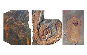 Örümceklerin Atalarının