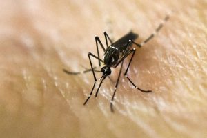 Sinek İlaçlarının Etki Edemediği Süper Sivrisinekler Keşfedildi