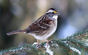 Meet The Sparrow With Four Sexes
