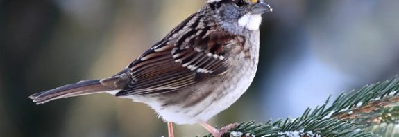 Meet The Sparrow With Four Sexes
