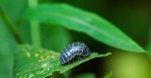 Bilim İnsanları Tespih Böceklerinin Kişiliği Olduğunu Keşfetti