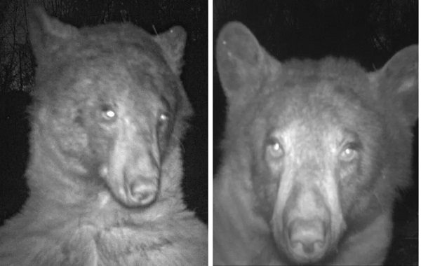 Curious bear takes 400 selfies with wildlife motion capture camera