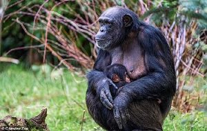 Ape-solutely amazing! World's RAREST chimpanzee is born at Chester Zoo - giving fresh hope for the critically endangered species