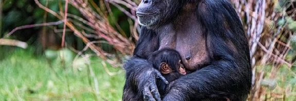 Ape-solutely amazing! World's RAREST chimpanzee is born at Chester Zoo - giving fresh hope for the critically endangered species