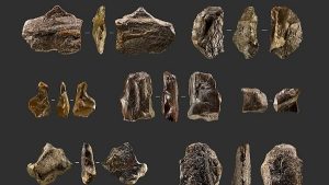 Tarih Öncesi İnsan Faaliyetine Dair Yeni Kanıt Bulundu