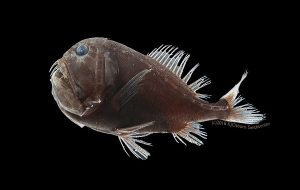 This Alien-Life Fish Absorbs 99.9% Of Light