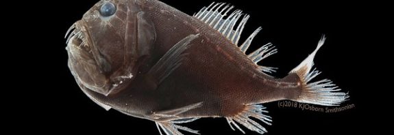 This Alien-Life Fish Absorbs 99.9% Of Light