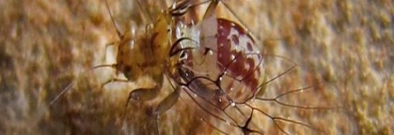 This Female Insect Pokes Out a 'Penis' to Penetrate The Male 'Vagina'