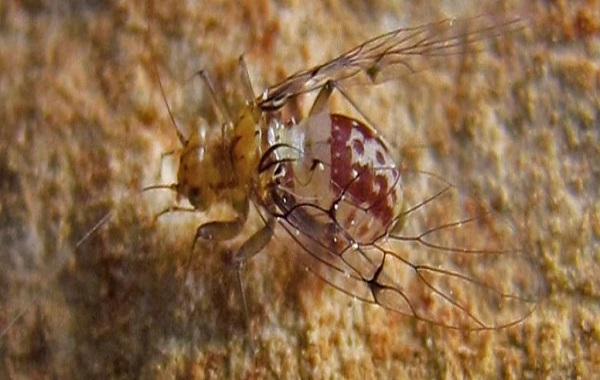 This Female Insect Pokes Out a 'Penis' to Penetrate The Male 'Vagina'