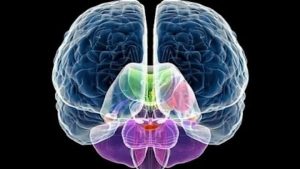 Bilim insanları beyinde yeni bir katman keşfettiler