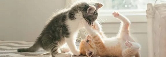 Feline uncertain? Cats do give clues if the fur’s about to fly, study finds