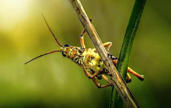 Scientists develop new material that can jump 200 times its thickness