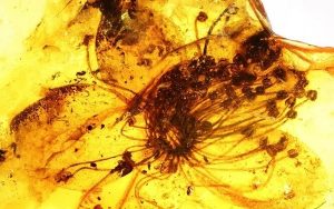 40 Milyon Yıllık Kehribarda Hapsolmuş En Büyük Çiçek Bulundu