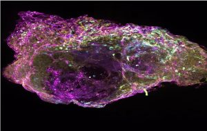 Kanser Araştırmalarında