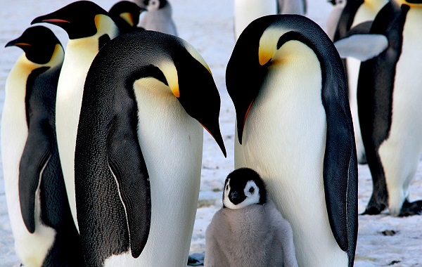 Bilim İnsanları Uzaydan Yeni Bir Penguen Kolonisi Keşfetti