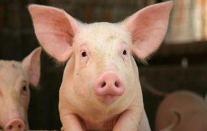 Scientists developed synthetic tissue that restores erectile function in pigs