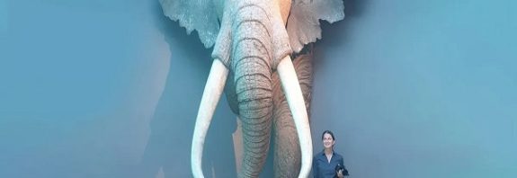 Neanderthals butchered 10-ton giant elephants to feed themselves