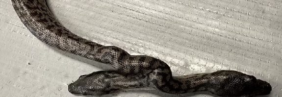 Meet Two-Face: Mutant two-headed SNAKE born in Australia is named after Batman's nemesis