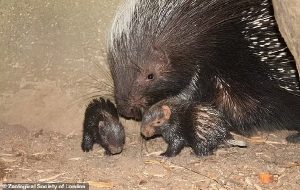Spiky bundles of joy! Two adorable baby PORCUPINES are born at London Zoo