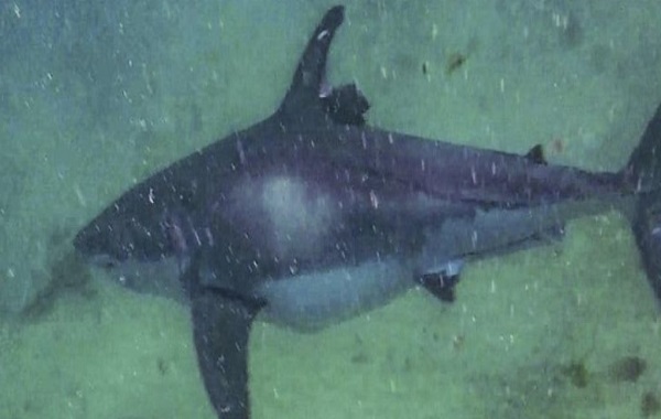 Amazing Photos Reveal The Great White Shark's Incredible Ability to Heal