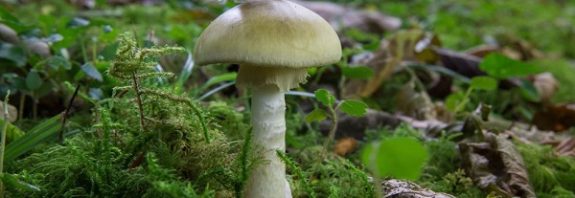 Worlds deadliest mushroom conquered California with a clone army, study reveals