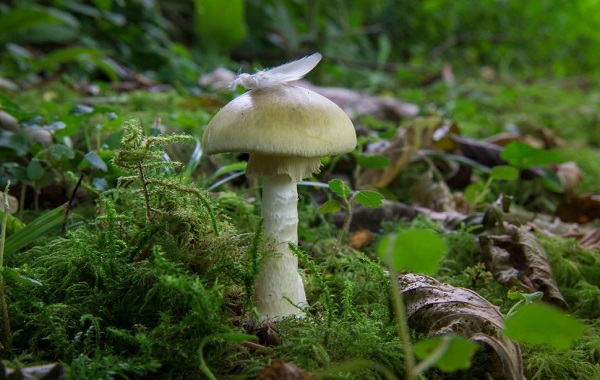 Worlds deadliest mushroom conquered California with a clone army, study reveals
