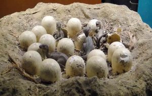 More than 250 dinosaur eggs discovered in a fossilised hatchery of India