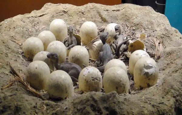 More than 250 dinosaur eggs discovered in a fossilised hatchery of India