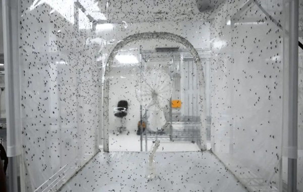 Singapore releases millions of disease-ridden mosquitoes. Here's why