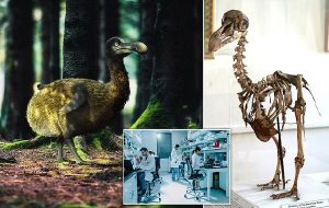 Return of the Dodo? Scientists launch project to bring back the extinct species using stem cell technology - more than 350 YEARS after it was wiped out
