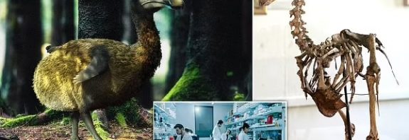 Return of the Dodo? Scientists launch project to bring back the extinct species using stem cell technology - more than 350 YEARS after it was wiped out