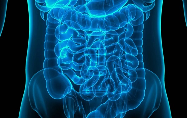 Medical breakthrough: Mini human guts grown inside mice