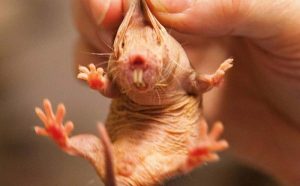 Çıplak Köstebek Farelerinin Sırrı, Kadınlarda Menopozu Durdurabilir