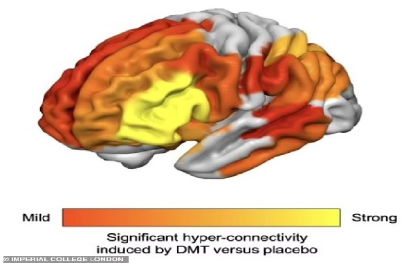 This is what your brain looks like on DMT — the powerful chemical in ayahuasca loved by Prince Harry, Joe Rogan and Mike Tyson