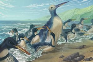 Yeni Zelandada Devasa Bir Penguene Ait Fosil Bulundu