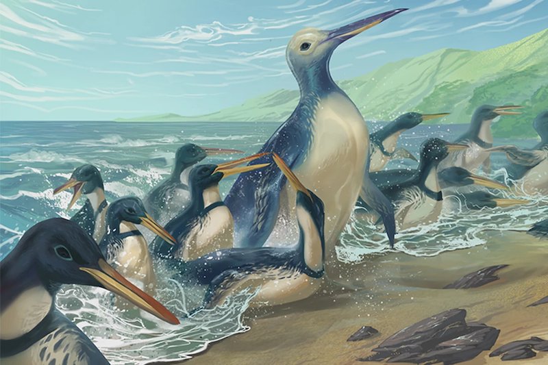 Yeni Zelandada Devasa Bir Penguene Ait Fosil Bulundu