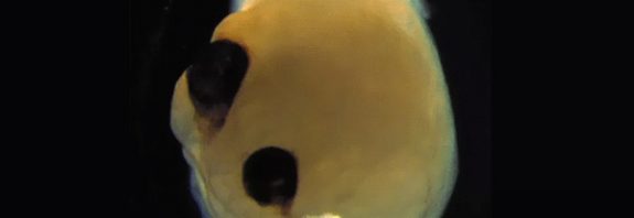 Lab-grown minibrains will be used as 'biological hardware' to create new biocomputers, scientists propose