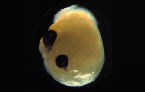 Lab-grown minibrains will be used as 'biological hardware' to create new biocomputers, scientists propose