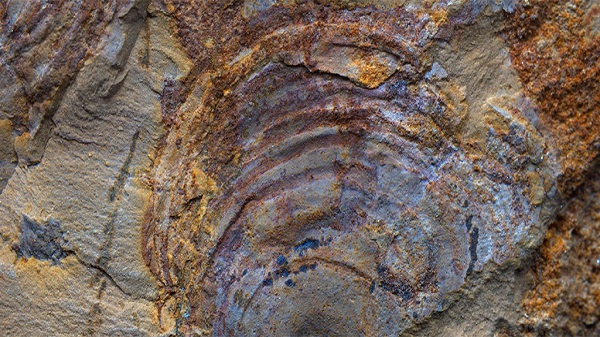 Weird Lifeform From 500 Million Years Ago Wasn't an Animal at All