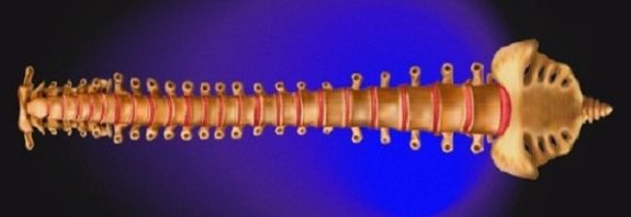 Spinal cord implants help paralyzed people walk again