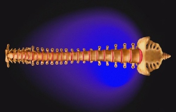 Spinal cord implants help paralyzed people walk again