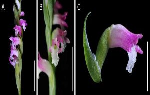 An elegant new orchid is found hiding in plain sight
