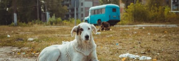 Çernobil Köpekleri