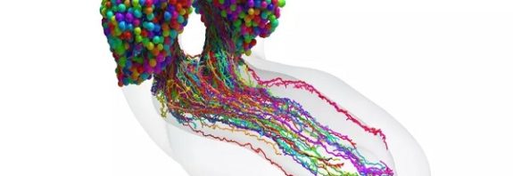 1st complete map of an insect's brain contains 3,016 neurons